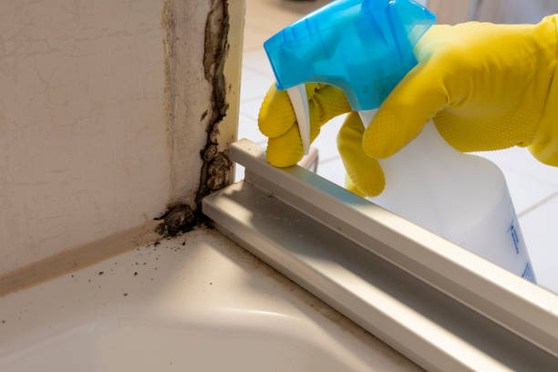 Best Preventive Mold Services in Warm Springs, CA