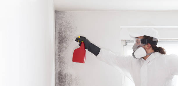 Best Bathroom Mold Remediation in Warm Springs, CA