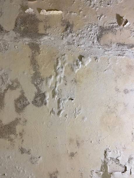 Best Localized Mold Remediation (e.g., coastal areas, humid climates) in Warm Springs, CA