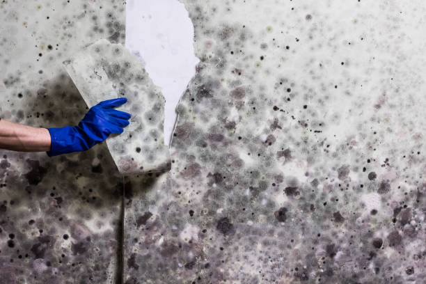Reliable Warm Springs, CA Mold Remediation Solutions