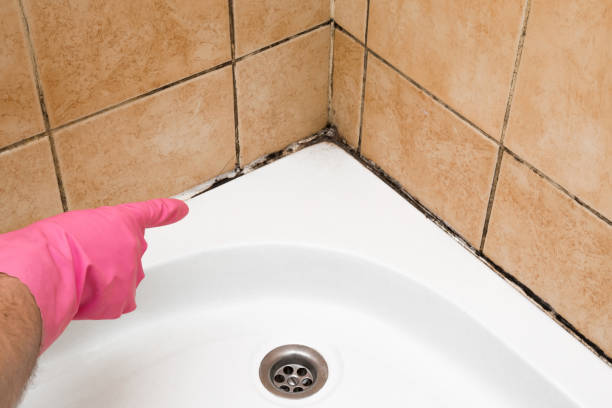 Best Post-Flood Mold Remediation in Warm Springs, CA